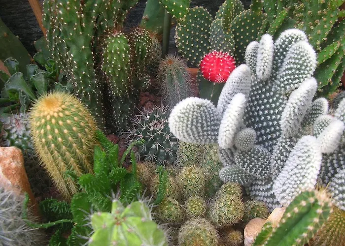 Colletta * Ventimiglia